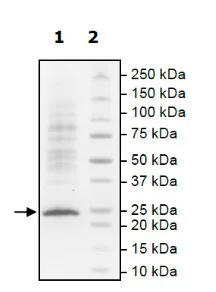 SDS-PAGE - Recombinant human KRAS (mutated G12V) protein (Active) (His tag N-Terminus) (AB271579)