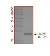 SDS-PAGE - Recombinant Human KRAS (mutated G12V) protein (His tag) (AB268713)