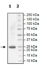 SDS-PAGE - Recombinant human KRAS (mutated G13D) protein (Active) (AB271580), expandable thumbnail