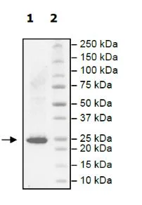 SDS-PAGE - Recombinant human KRAS (mutated G13D) protein (Active) (AB271580)