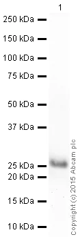 Western blot - Recombinant Human KRAS (mutated Q61H) protein (His tag N-Terminus) (AB96817)