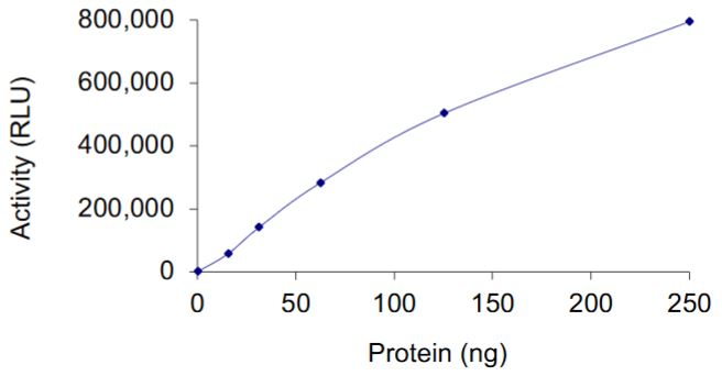 Recombinant human KRAS protein (Active)