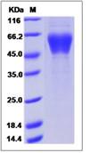 SDS-PAGE - Recombinant Human KREMEN1 protein (His tag) (AB276720), expandable thumbnail