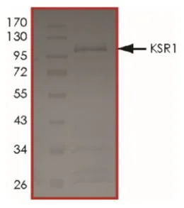 SDS-PAGE - Recombinant Human KSR1 protein (GST tag N-Terminus) (AB268719)