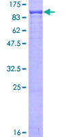 SDS-PAGE - Recombinant Human Ku80 protein (AB132946), expandable thumbnail