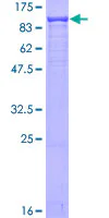 SDS-PAGE - Recombinant Human Ku80 protein (GST tag N-Terminus) (AB132946)