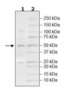 SDS-PAGE - Recombinant human kynurenine 3-monooxygenase protein (Active) (AB271578)