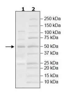 SDS-PAGE - Recombinant human kynurenine 3-monooxygenase protein (Active) (His-DDDDK tag C-Terminus) (AB271578)