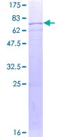 SDS-PAGE - Recombinant Human kynurenine 3-monooxygenase protein (GST tag N-Terminus) (AB152891)