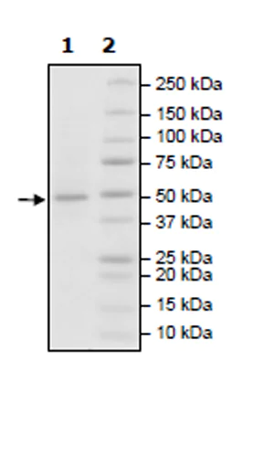 SDS-PAGE - Recombinant human L-Kynurenine Hydrolase protein (Active) (AB271581)