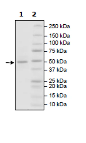 SDS-PAGE - Recombinant human L-Kynurenine Hydrolase protein (Active) (His tag C-Terminus) (AB271581)
