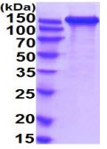 SDS-PAGE - Recombinant Human L1CAM protein (His tag) (AB222980), expandable thumbnail