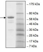 SDS-PAGE - Recombinant Human L3MBTL1 protein (GST tag N-Terminus) (AB216202)