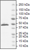 SDS-PAGE - Recombinant Human L3MBTL2 protein (AB198467)
