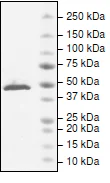 SDS-PAGE - Recombinant Human L3MBTL2 protein (His tag N-Terminus) (AB198467)