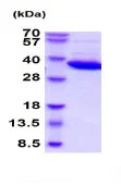 SDS-PAGE - Recombinant human Lactate Dehydrogenase B/LDH-B protein (AB222353)