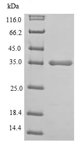 SDS-PAGE - Recombinant Human Lactate Dehydrogenase protein (AB235557)