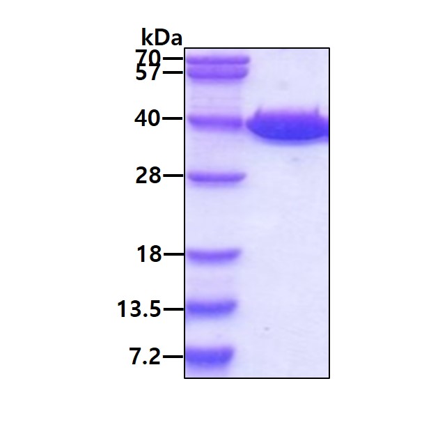 SDS-PAGE - Recombinant human Lactate Dehydrogenase protein (Active) (AB93699), expandable thumbnail