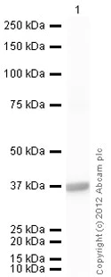 Western blot - Recombinant human Lactate Dehydrogenase protein (Active) (His tag N-Terminus) (AB93699)