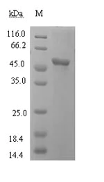 SDS-PAGE - Recombinant Human Lactate Dehydrogenase protein (Tagged) (AB275936)