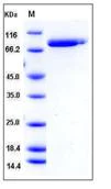 SDS-PAGE - Recombinant Human Lactoferrin protein (His tag) (AB276360)