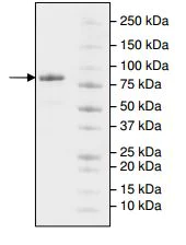 SDS-PAGE - Recombinant Human LAG-3 protein (Biotin) (AB198441)