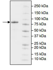 SDS-PAGE - Recombinant Human LAG-3 protein (Biotin) (Avi tag C-Terminus) (AB198441)