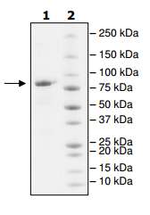 SDS-PAGE - Recombinant Human LAG-3 protein (Fc Chimera) (AB198430), expandable thumbnail