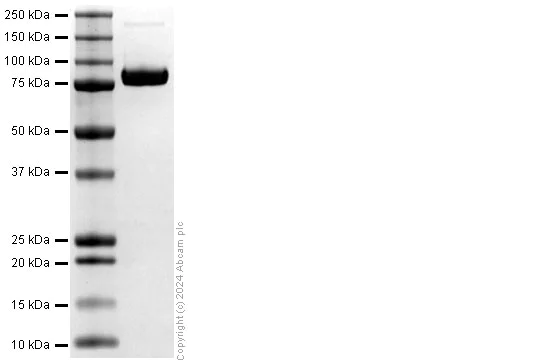 SDS-PAGE - Recombinant Human LAG-3 protein (Fc Chimera) (AB322317)