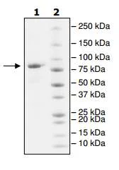 SDS-PAGE - Recombinant Human LAG-3 protein (Fc tag C-Terminus) (AB198430)