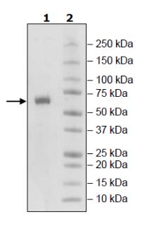 SDS-PAGE - Recombinant Human LAG-3 protein (His tag C-Terminus) (AB271584)