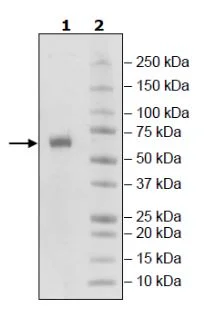 SDS-PAGE - Recombinant Human LAG-3 protein (His tag C-Terminus) (AB271584)