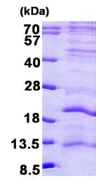 SDS-PAGE - Recombinant Human LAGE3 protein (His tag N-Terminus) (AB156727)