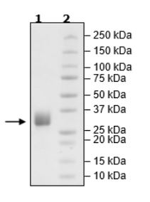 SDS-PAGE - Recombinant Human LAIR1 protein (Tagged) (AB271585), expandable thumbnail