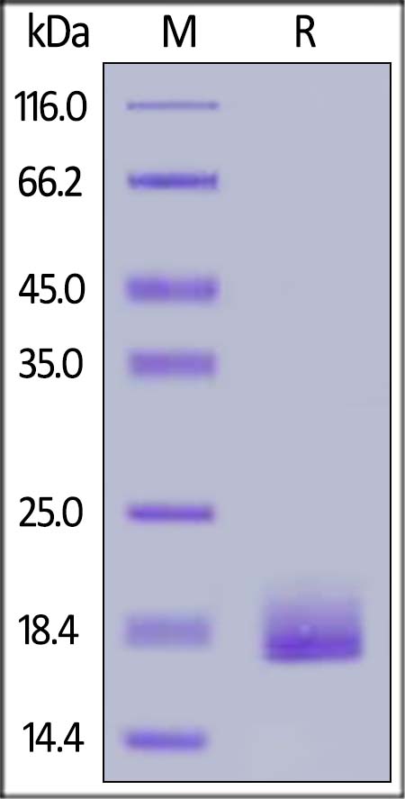 Recombinant human LAIR2 protein