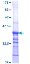 SDS-PAGE - Recombinant Human Laminin 2 alpha protein (GST tag N-Terminus) (AB114155)