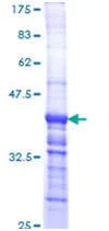 SDS-PAGE - Recombinant Human Laminin 2 alpha protein (GST tag N-Terminus) (AB114155)
