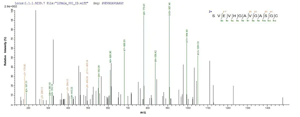 Mass Spectrometry - Recombinant Human Laminin alpha 5/LAMA5 protein (Tagged) (AB235807)