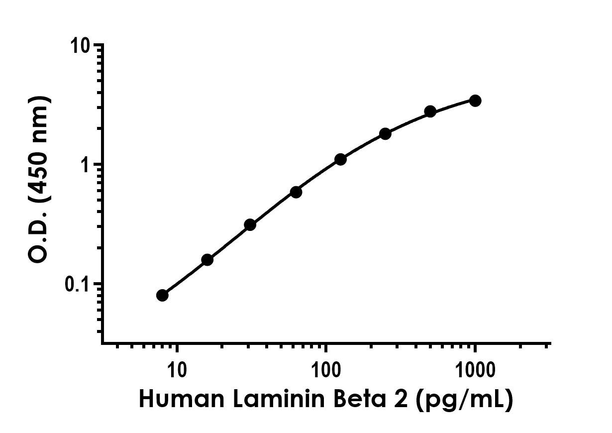 Sandwich ELISA - Recombinant Human Laminin Beta 2 Protein Standard (AB316606), expandable thumbnail