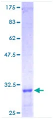 SDS-PAGE - Recombinant Human Laminin gamma 1 protein (GST tag N-Terminus) (AB114156)