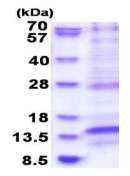 SDS-PAGE - Recombinant Human LAMTOR4 protein (AB183247)