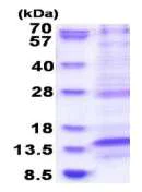 SDS-PAGE - Recombinant Human LAMTOR4 protein (His tag N-Terminus) (AB183247)