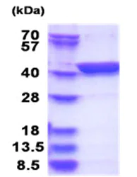 SDS-PAGE - Recombinant Human LANCL1 protein (His tag N-Terminus) (AB181923)