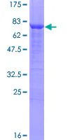 SDS-PAGE - Recombinant Human LANCL2 protein (GST tag N-Terminus) (AB163277)