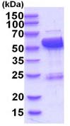 SDS-PAGE - Recombinant Human LAP3 protein (His tag N-Terminus) (AB202613)