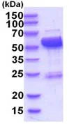SDS-PAGE - Recombinant Human LAP3 protein (AB202613)