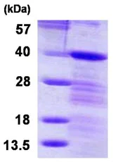 SDS-PAGE - Recombinant Human LASP1 protein (His tag N-Terminus) (AB123215)