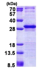 SDS-PAGE - Recombinant Human LAYN protein (AB167834)