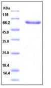 SDS-PAGE - Recombinant Human LAYN protein (Fc Chimera) (AB276229)
