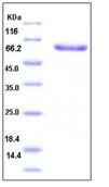SDS-PAGE - Recombinant Human LAYN protein (Fc Chimera) (AB276229)